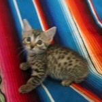 Heka, Mau, Bronze, Female DOB 4-18-18