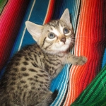 Heka, Mau, Bronze, Female DOB 4-18-18