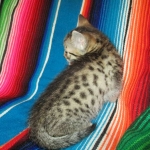 Heka, Mau, Bronze, Female DOB 4-18-18