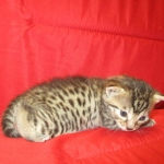 Mau, Bronze, Female DOB 4-18-18