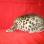 Mau, Bronze, Female DOB 4-18-18