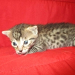 Mau, Bronze, Female DOB 4-18-18