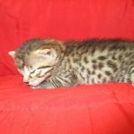 Mau, Bronze, Female DOB 4-18-18