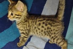  Lola Mau Bronze Female DOB 2-7-22