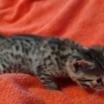 Mau Bronze Female DOB 2-7-22