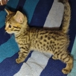 Mau Bronze Female DOB 2-7-22