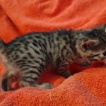 Mau Bronze Female DOB 2-7-22
