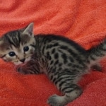 Mau Bronze Female DOB 2-7-22