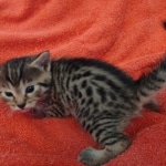 Mau Bronze Female DOB 2-7-22