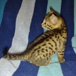 Mau Bronze Female DOB 2-7-22