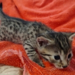 Mau Bronze Female DOB 2-7-22
