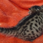 Mau Bronze Female DOB 2-7-22