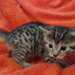 Mau Bronze Female DOB 2-7-22