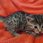 Mau Bronze Female DOB 2-7-22