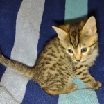 Mau Bronze Female DOB 2-7-22