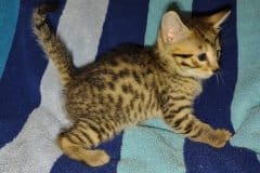 Azathoth Mau Bronze male #1 DOB 2-7-22 warm