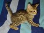 Azathoth Mau Bronze male #1 DOB 2-7-22 warm