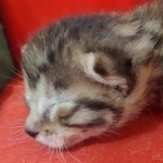 Mau bronze male DOB 2-7-22