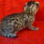 Mau bronze male DOB 2-7-22