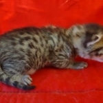 Mau bronze male DOB 2-7-22