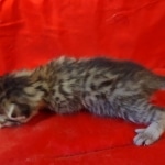 Mau bronze male DOB 2-7-22