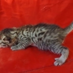 Mau bronze male DOB 2-7-22