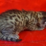 Mau bronze male DOB 2-7-22