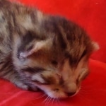 Mau bronze male DOB 2-7-22