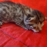 Mau bronze male DOB 2-7-22