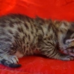 Mau bronze male DOB 2-7-22