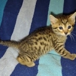 Mau bronze male DOB 2-7-22