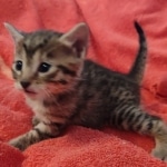 Mau bronze male DOB 2-7-22