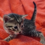 Mau bronze male DOB 2-7-22