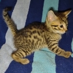 Mau bronze male DOB 2-7-22