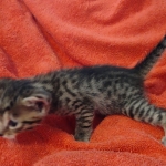 Mau bronze male DOB 2-7-22