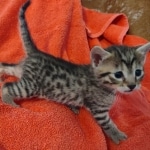 Mau bronze male DOB 2-7-22