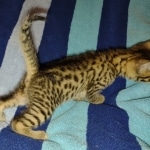 Mau bronze male DOB 2-7-22
