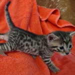 Mau bronze male DOB 2-7-22