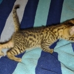 Mau bronze male DOB 2-7-22