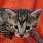 Mau bronze male DOB 2-7-22