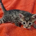 Mau bronze male DOB 2-7-22