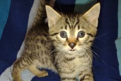 Grogu Mau Bronze Male #2 DOB 2-7-22 cool