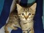 Grogu Mau Bronze Male #2 DOB 2-7-22 cool