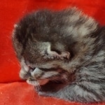 Mau bronze male DOB 2-7-22