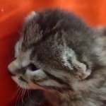 Mau bronze male DOB 2-7-22