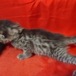 Mau bronze male DOB 2-7-22