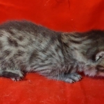 Mau bronze male DOB 2-7-22