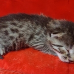 Mau bronze male DOB 2-7-22