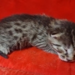 Mau bronze male DOB 2-7-22