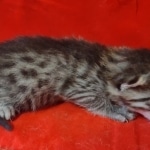 Mau bronze male DOB 2-7-22